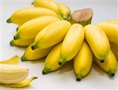 香蕉、粉蕉、巴蕉哪种对身体更有益？